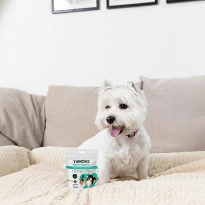 Dental Support Dental Powder for Dogs & Cats Dental Powder 90g Pouch 2