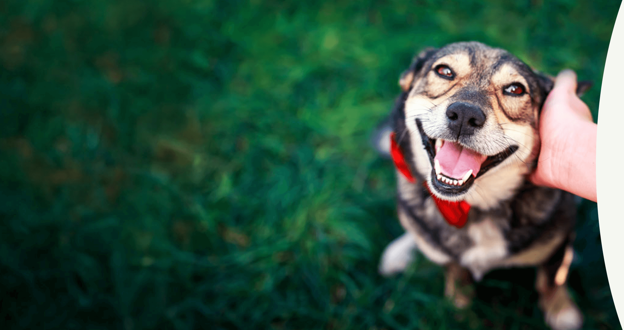 Dog with a red collar being petted on grass