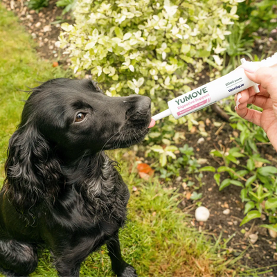 Digestive Support Rapid Paste for Dogs & Cats Digestive Health 2