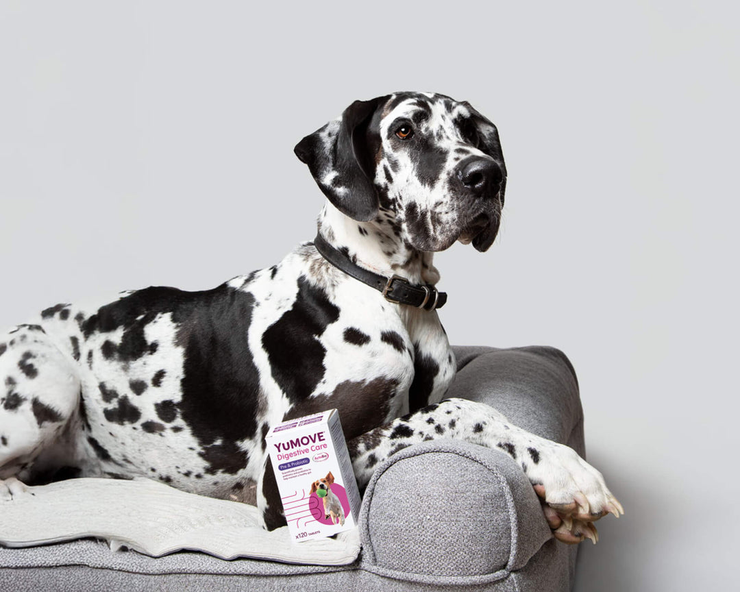 Dog lying on a grey dog bed with a Yumove packet of digestive care beside it.