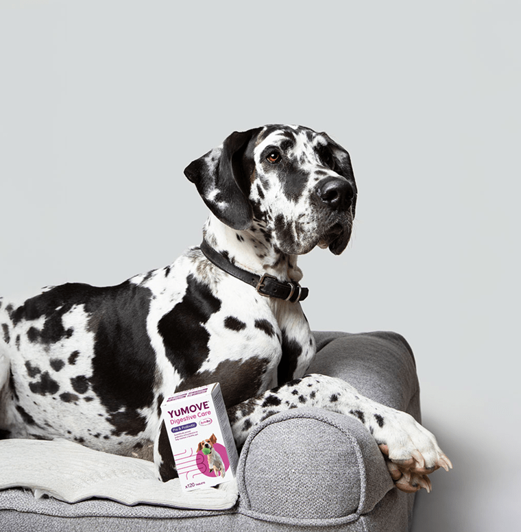 Dog sitting on armchair