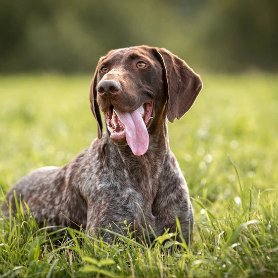 German Spring Pointer German Shorthaired Pointers | Breed Care, Health & Diet Tips