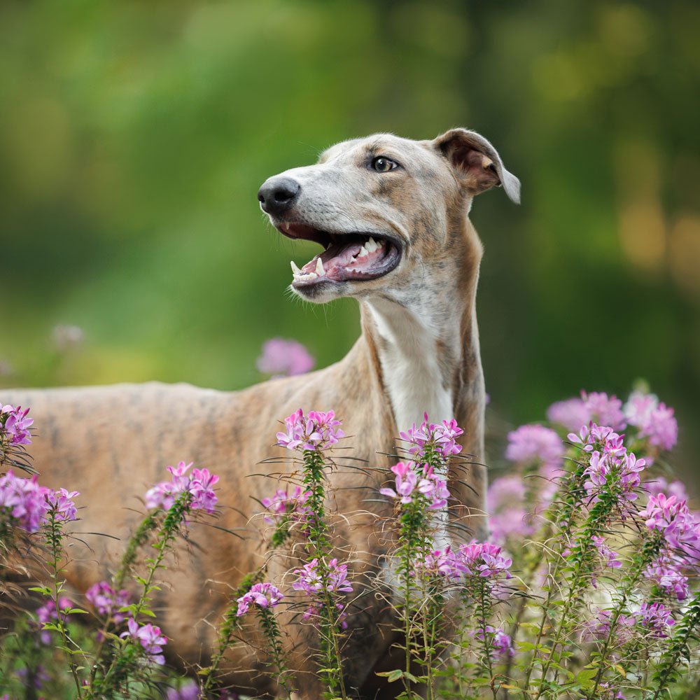 Greyhound Dog Health Issues: Essential Care Tips