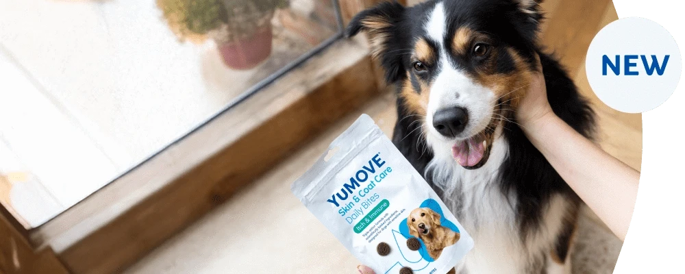 Dog holding a Yumove supplement package with a person petting the dog indoors.