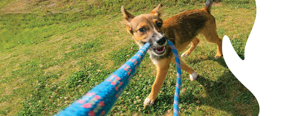 Dog playing with a blue rope toy on grass
