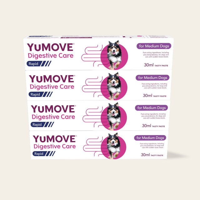 4 Pack Digestive Care Rapid Bundle Medium Dog3