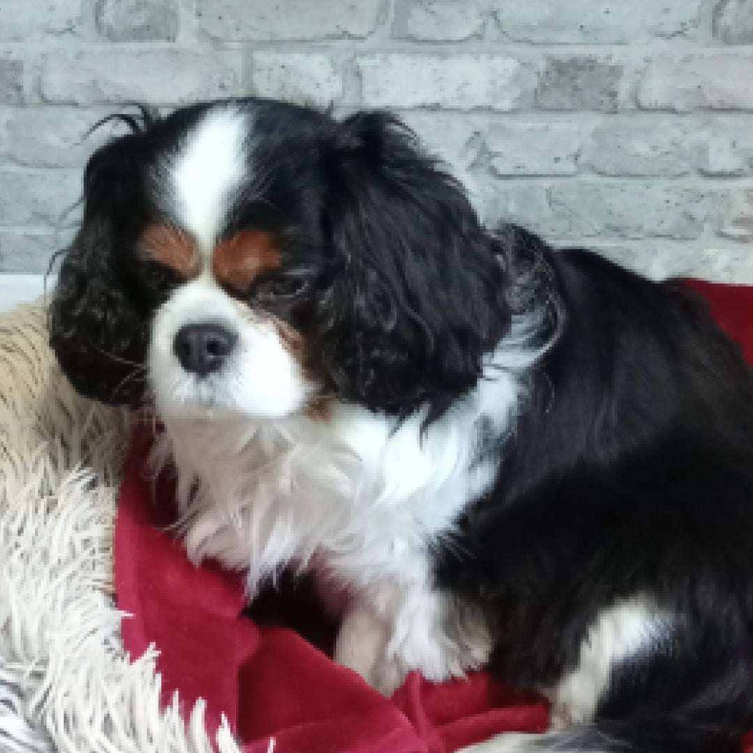 Small black, white, and brown dog lying on a red blanket with a brick wall background