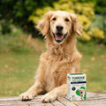 Joint Care PLUS for Dogs Joints bullet 2