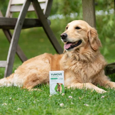 Golden retriever lying on grass next to a YUMOVE supplement package