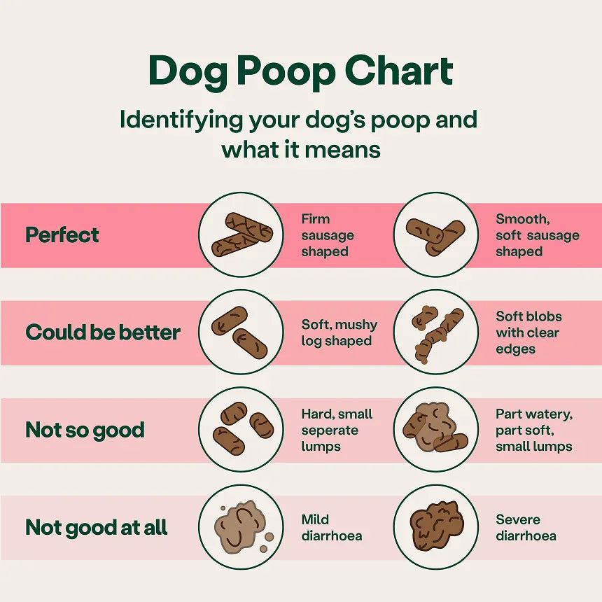 Dog Poop Chart detailing different shapes and conditions of dog poop with corresponding descriptions.