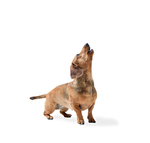 Quiz promotion image