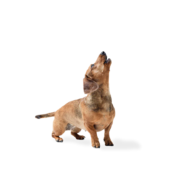 Quiz promotion image