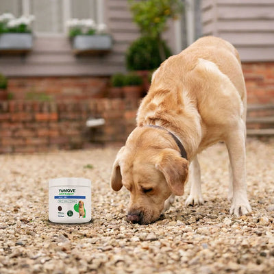 Joint Care Daily Bites for Senior Dogs Joints 150 soft bites 2