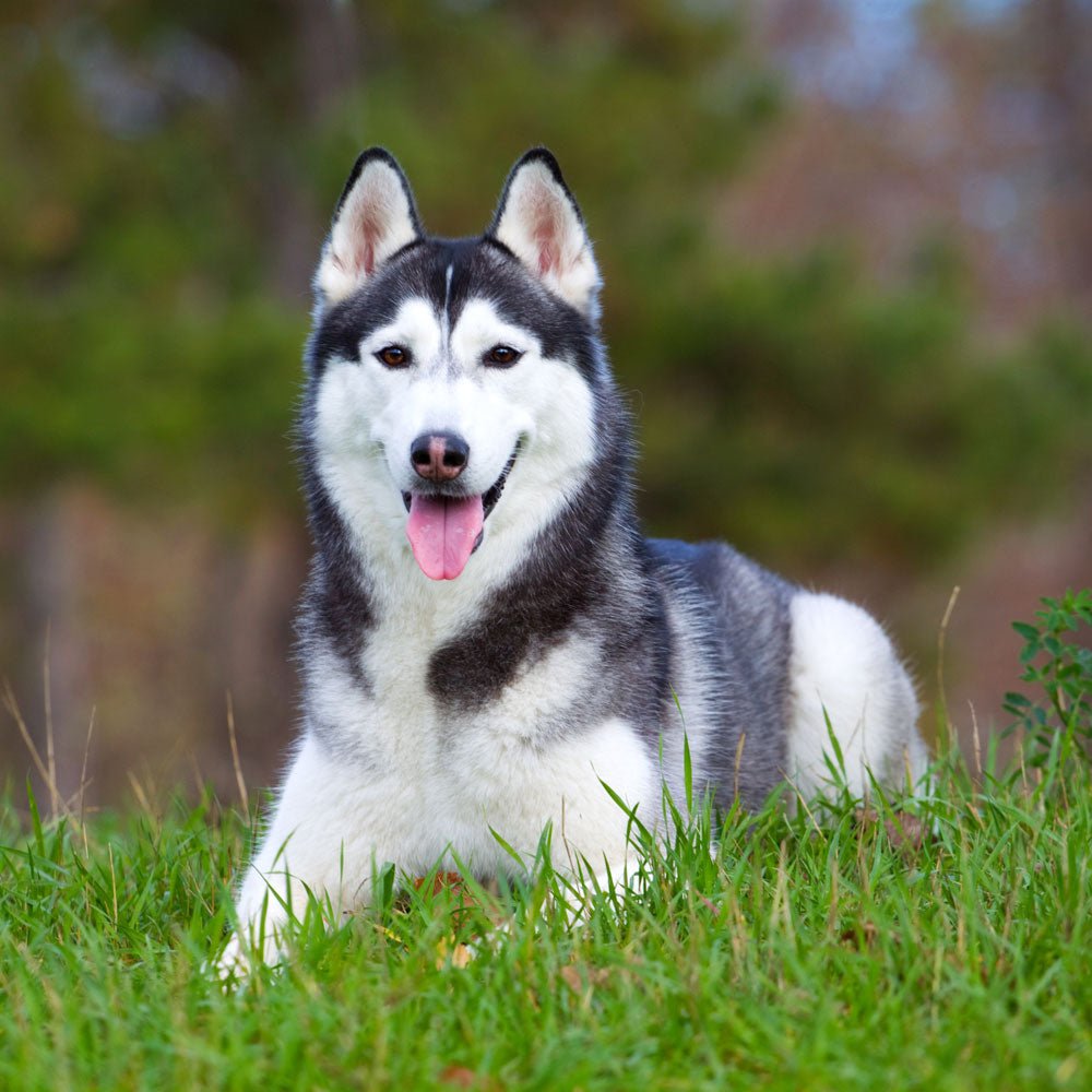 When Can a Siberian Husky Switch to Adult Dog Food: Essential Guide