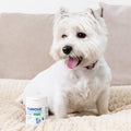 Skin & Coat Care Boost for Dogs Skin & Coat 91g tub bullet 2