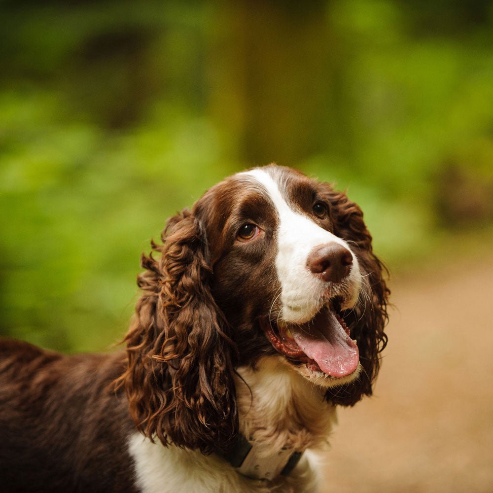 English Springer Spaniel Brown Beagle Springer Spaniel Mix Puppies