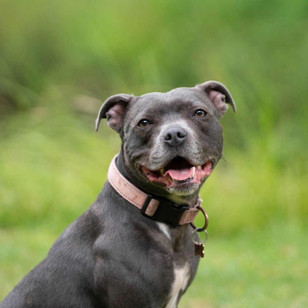 Dog Breeds That Start With S: Discover Unique Canines