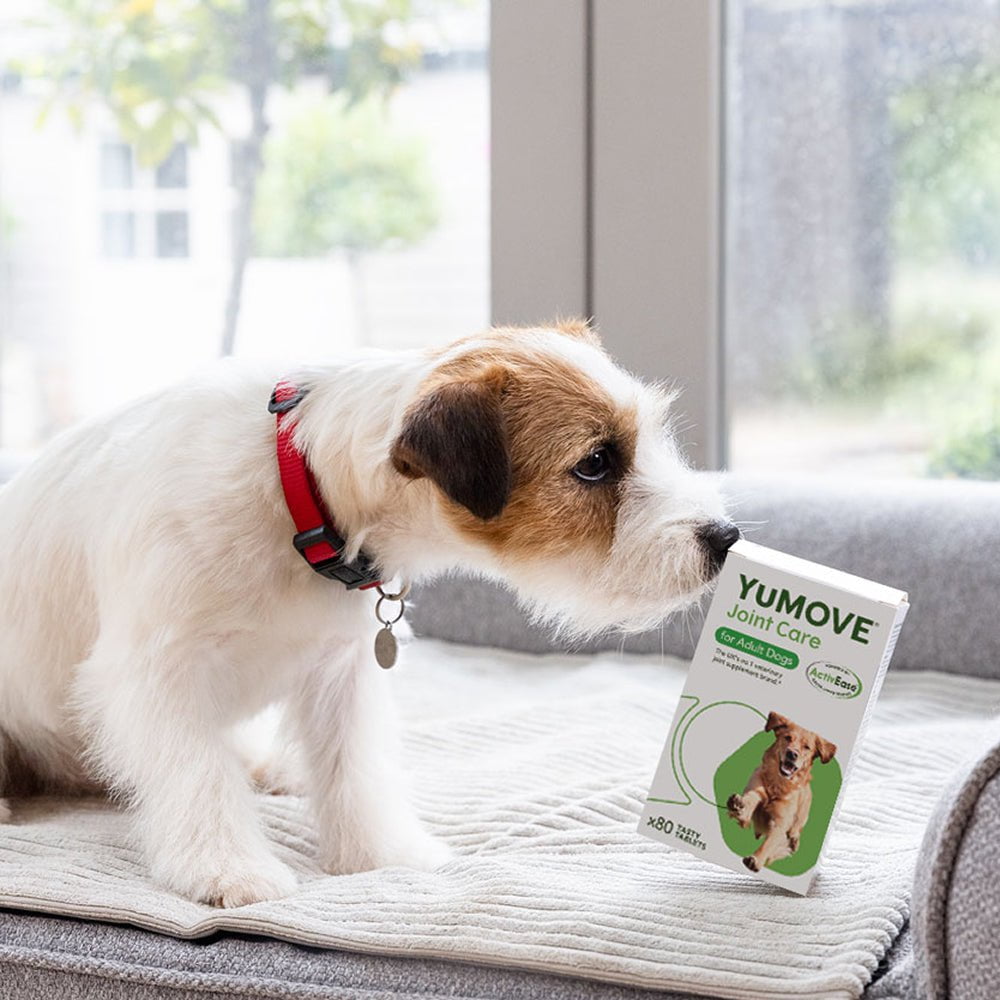 Dog sniffing a YUMOVE Joint Care package on a couch
