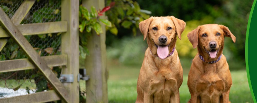 Two brown dogs sitting side by side in a garden setting with a wooden structure and greenery.