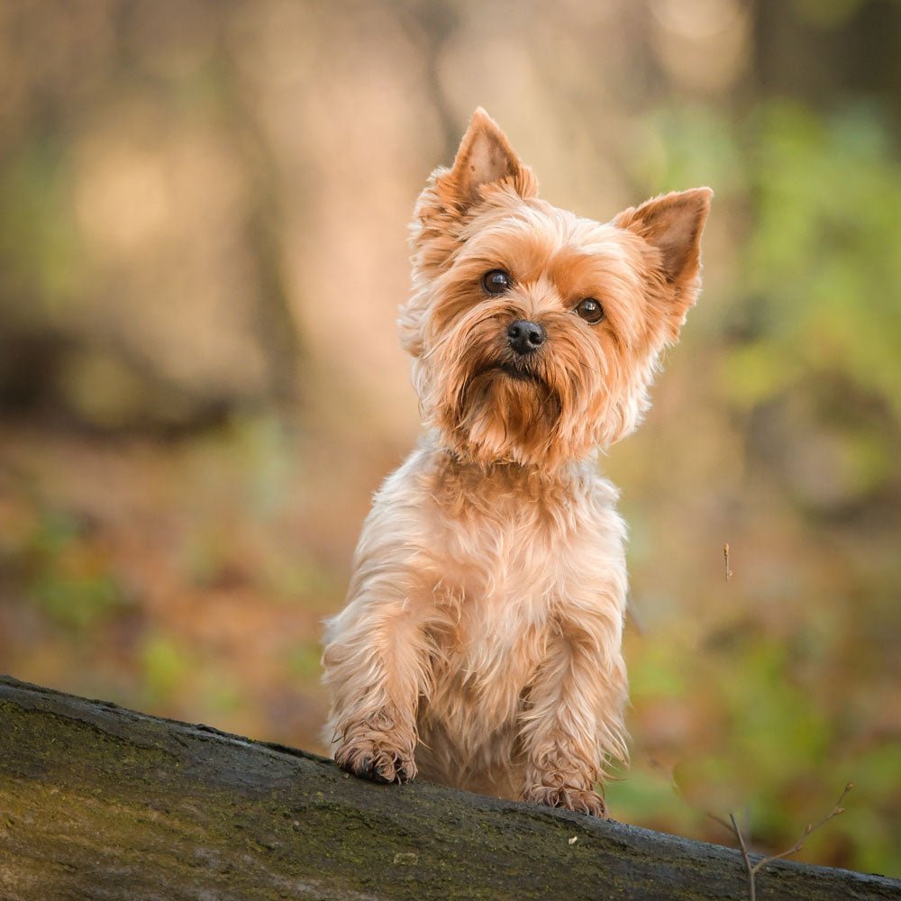 Yorkie Dog Health Issues: Essential Care Tips