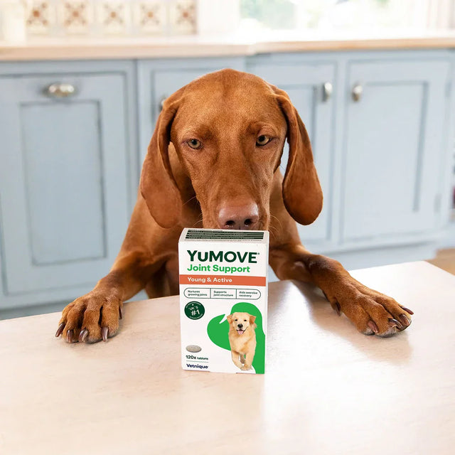 Joint Care for Young Dogs Joints2