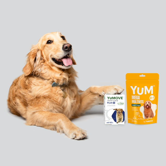 Adult Dog Bundle Lite4