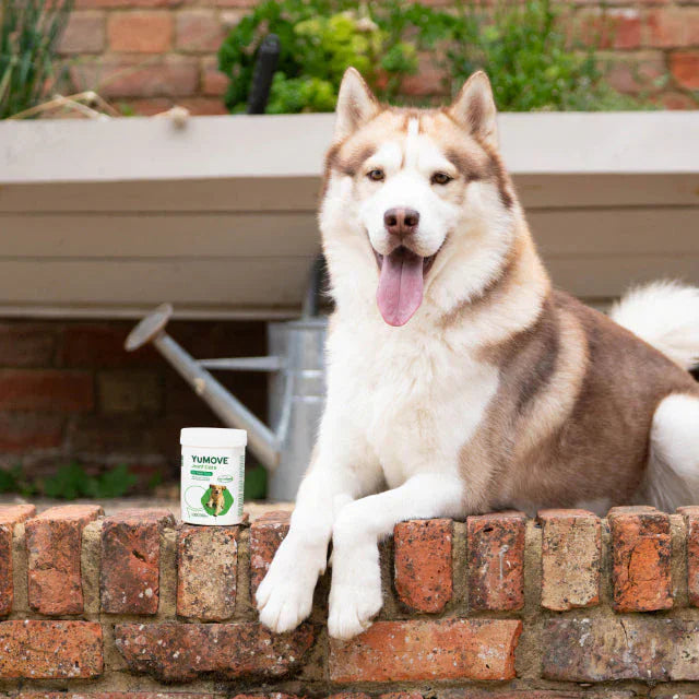 Husky dog sitting on a brick wall with a Tumove supplement container next to it.