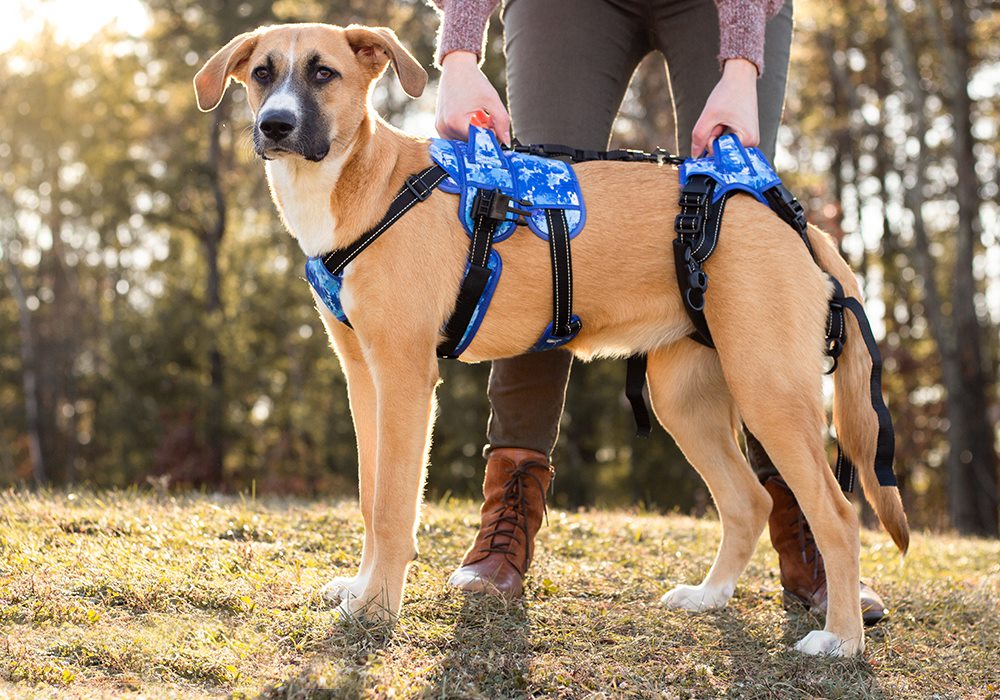 Mobility Harnesses for Dogs Find the Right Dog Lift Harness