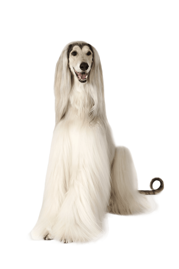 Quiz promotion image