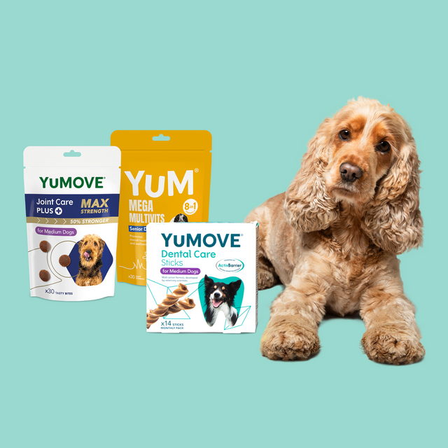 Senior Dog Bundle Bundle4