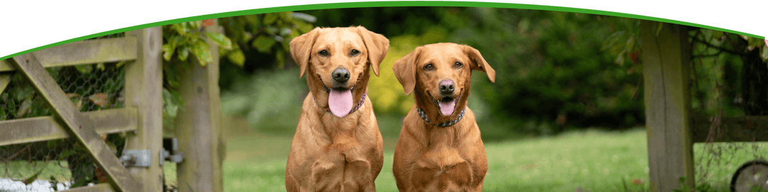 Two brown dogs standing side by side in a grassy area with a wooden structure and greenery in the background.